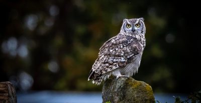 Owl Discovery