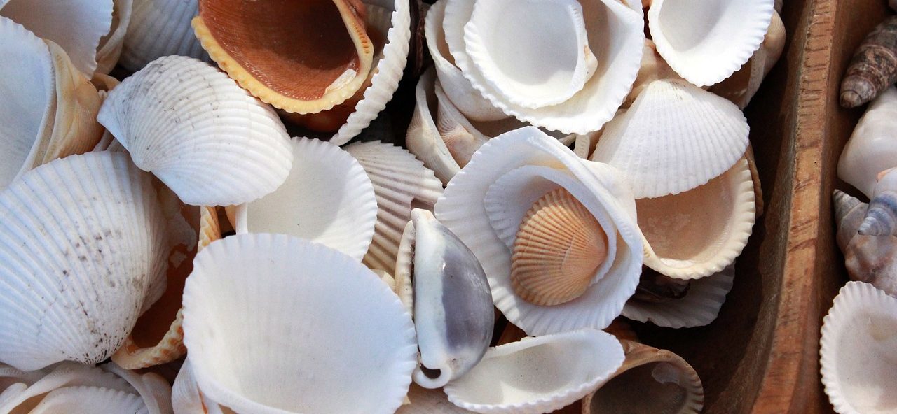 Sea Shell Art