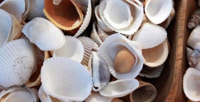 Sea Shell Art