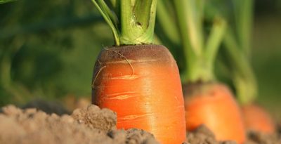 Easter Carrot Treat Boxes